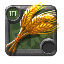 Wheat