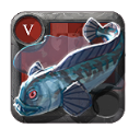 Peixe-lobo Pintado .1