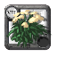 Ghoul Yarrow
